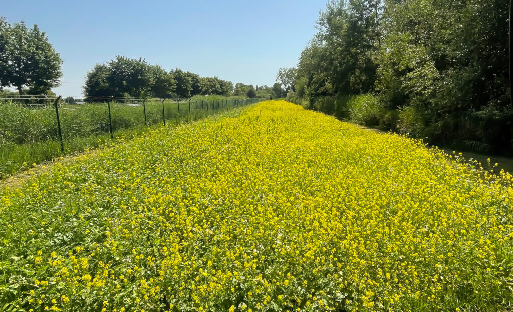 Blühwiese mit Gelbsenf