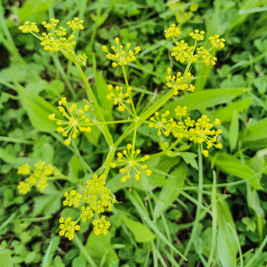 Dill