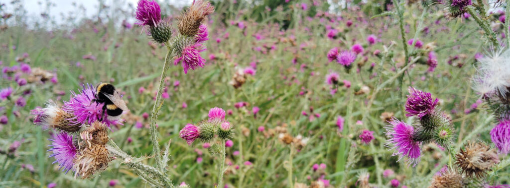 Mariendistel