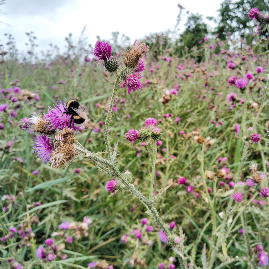 Mariendistel