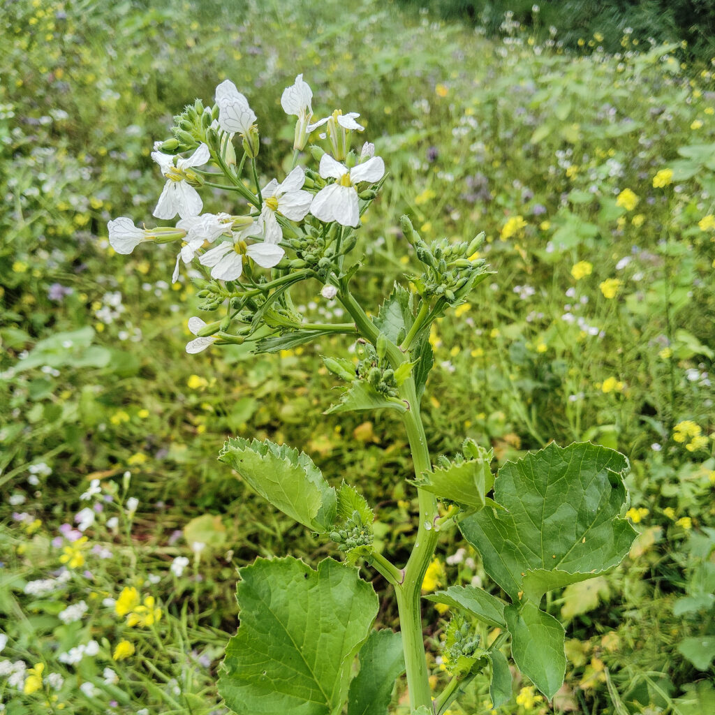 Ölrettich