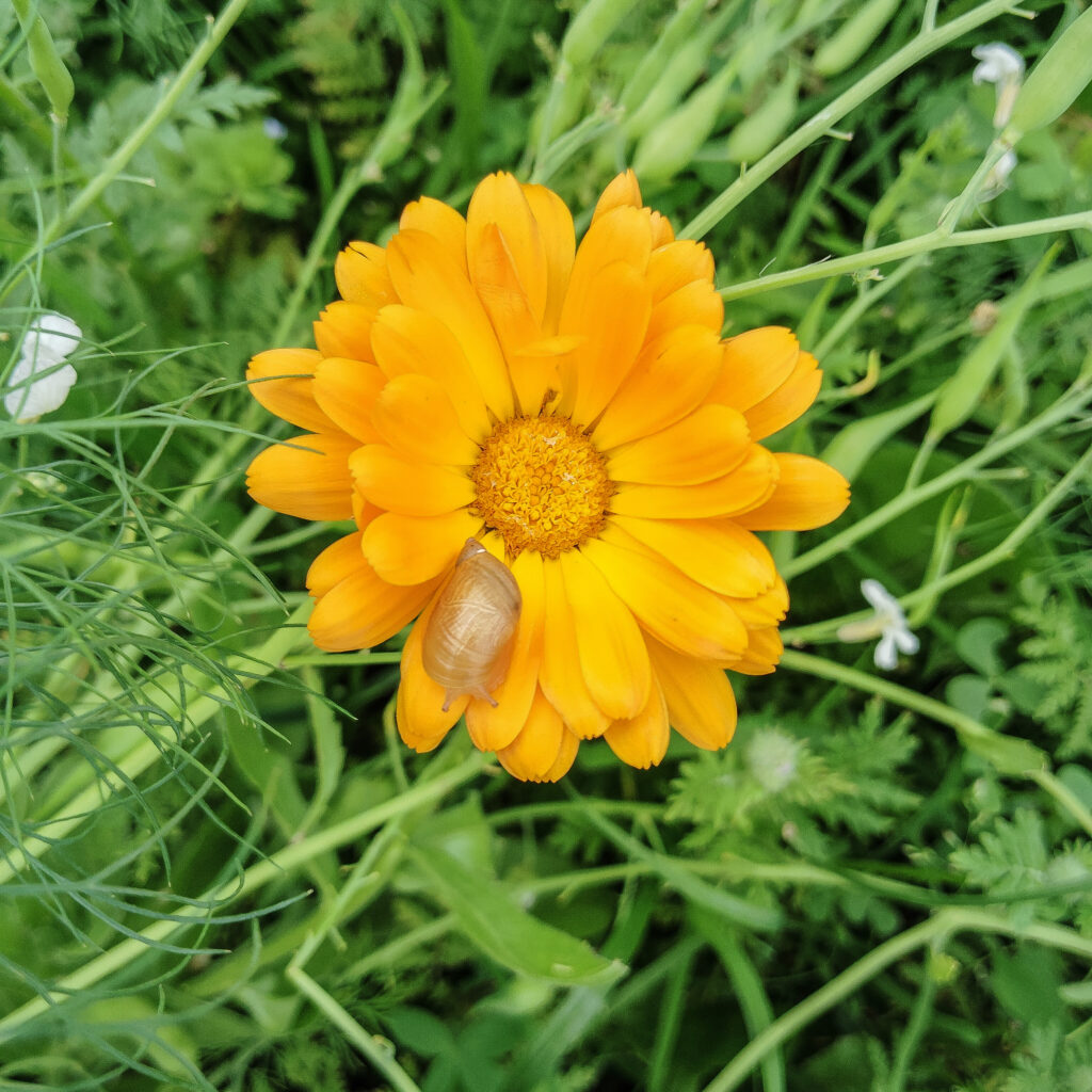 Ringelblume