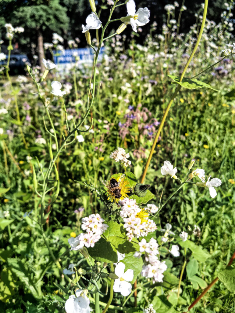 Wiesenschaumkraut und Knoblauchsrauke mit Biene