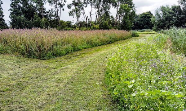 Blühwiesenblick Distel und Blühwiese Ende Deponie